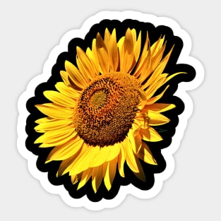 sunflower 2 Sticker